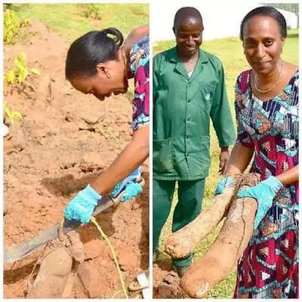 Photos: Mrs Dolapo Osinbajo pictured harvesting yam in her backyard garden